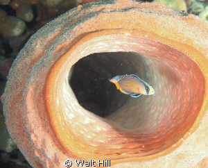 Spotted Dottyback hiding on a beautiful Orange Tube Sponge by Walt Hill 